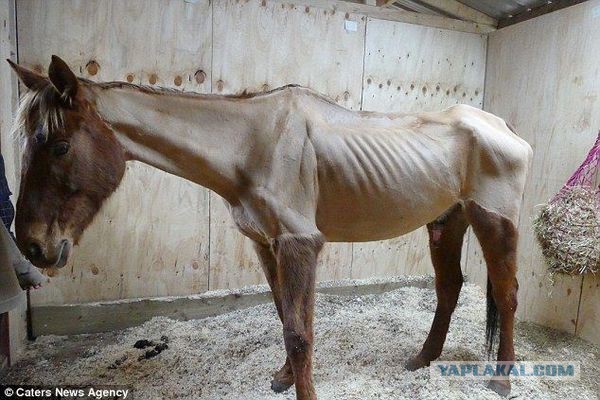 Жительницу Великобритании затравили в соцсетях за издевательства над лошадью