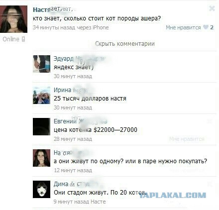 19 шикарных кошек, которые стоят целое состояние