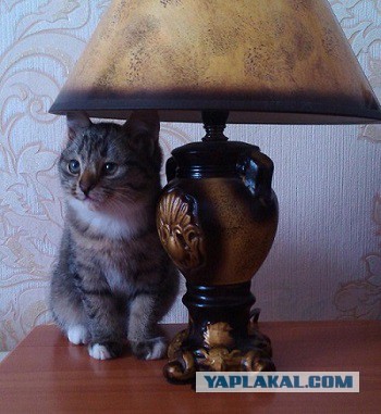 Я стал зарабатывать на объявлениях, просто срывая их
