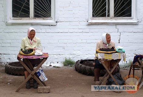 Самозанятых россиян обяжут платить налоги