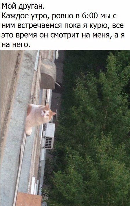 Коты и Кошки
