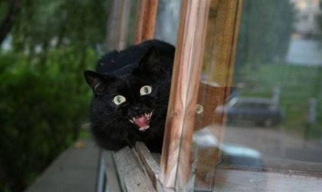 Коты и Кошки