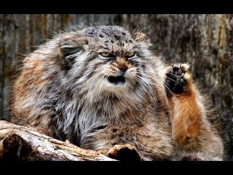 Журнал школьный деградант