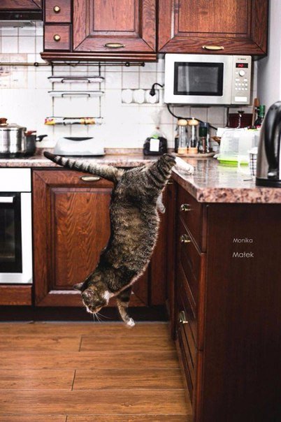 Коты и Кошки