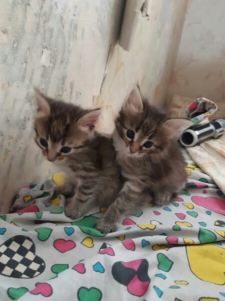 Немного милоты
