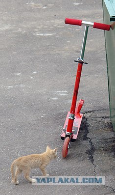 УРРААА ! Котовторник на ЯПлакалъ !