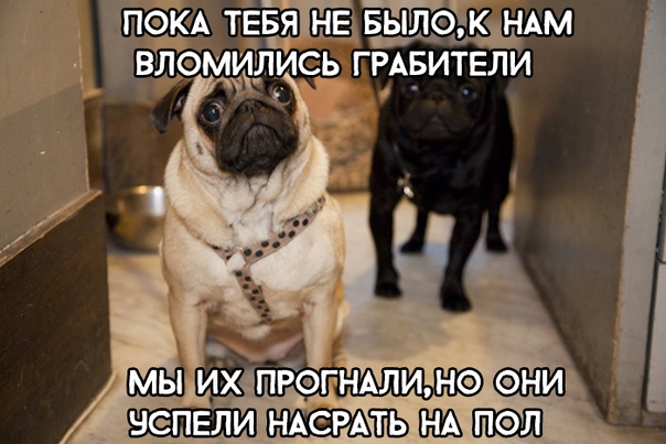 Прикольные картинки