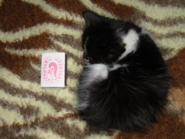 Котятовторник, 25.05.2010