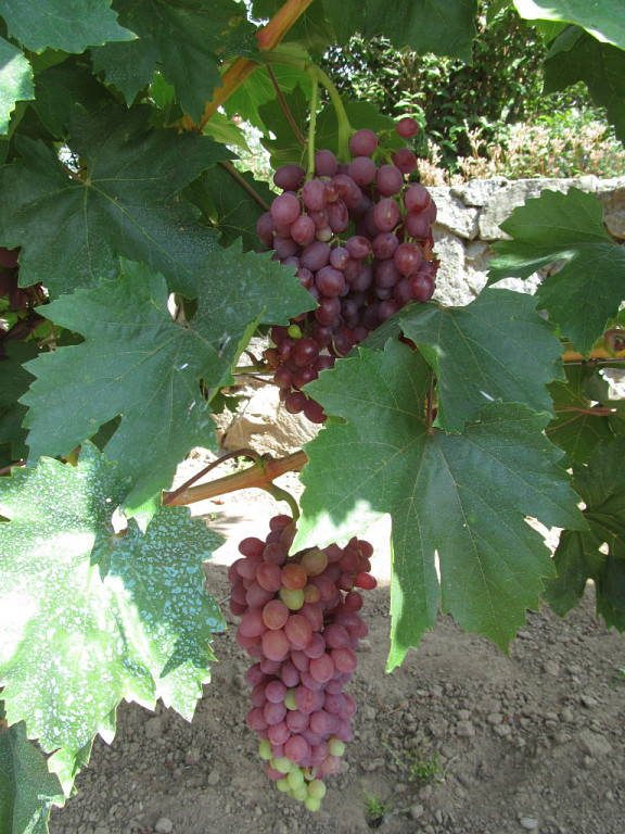 Я лучше куплю, говорят они