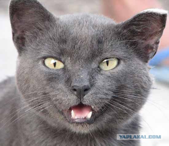 Котовторник!