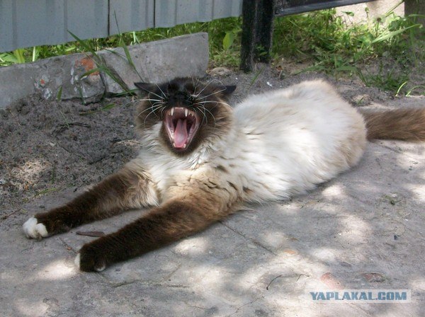 Голубые глаза в снегах
