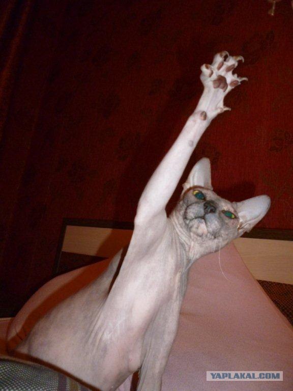 Котовторник с Кузей