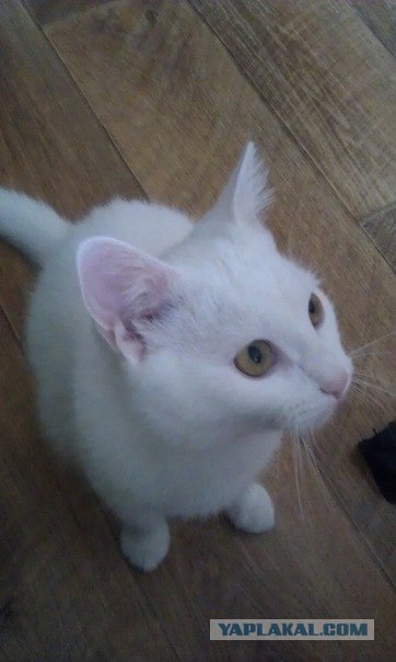 Кот ест дыню!