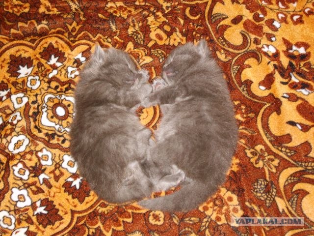 Котовторник в "КотоГетто"
