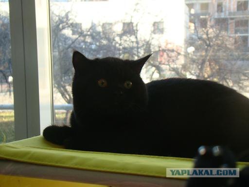 Котовторник 20.12.2011