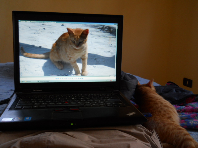 Выставка котов в Киеве