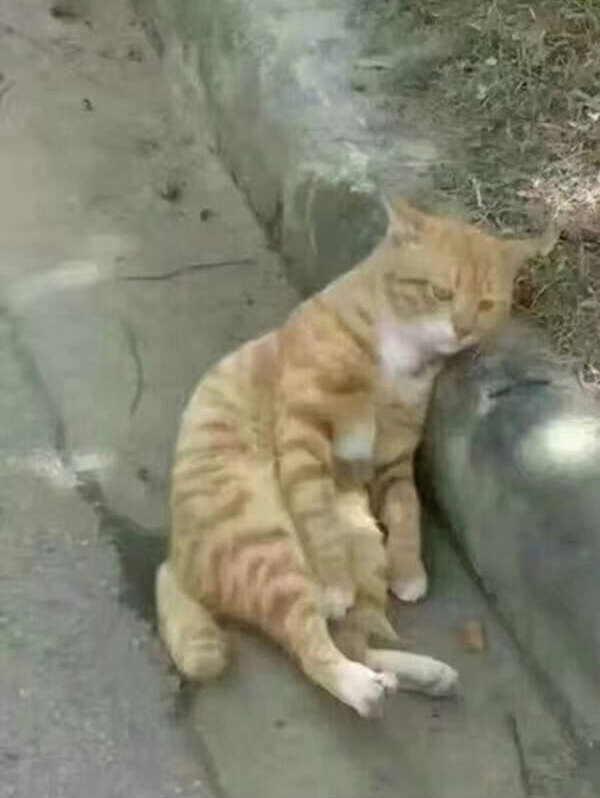 Забавные фото котеек