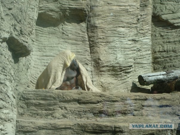 Московский зоопарк