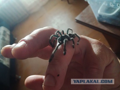 Немного о птицеедах