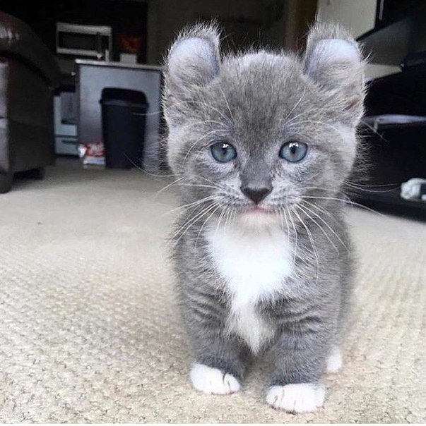 Котовторник! начнем? 04.06.19