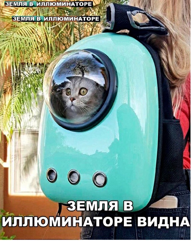 Картинки с котами и про котов