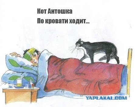 Кот, Антошка и порошок