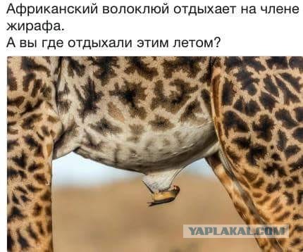 Не шутите с птицами!