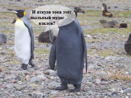Пингвин - негр