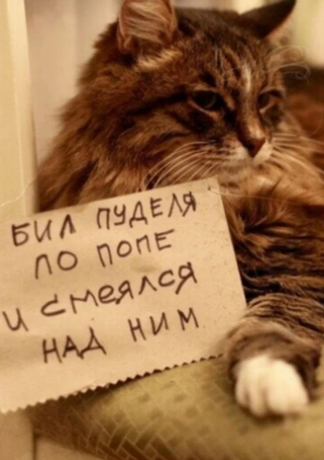 Подборка забавной живности