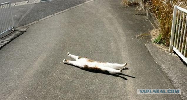 Кабан нарушает ПДД