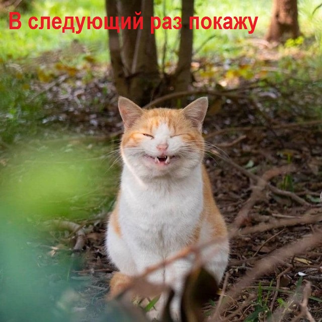 Процесс зевания котичка поэтапно: