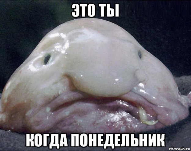 Рыбов, показываю. Красивое
