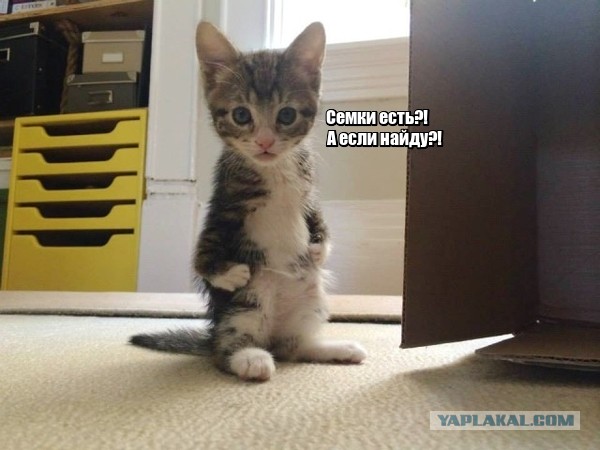 Страшный кусь