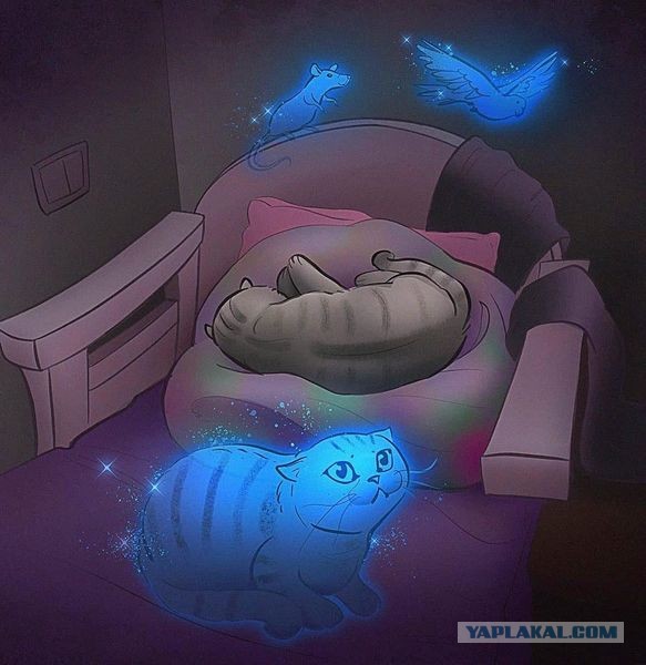 Кошки в Киеве