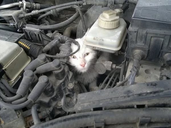 А может, это судьба?