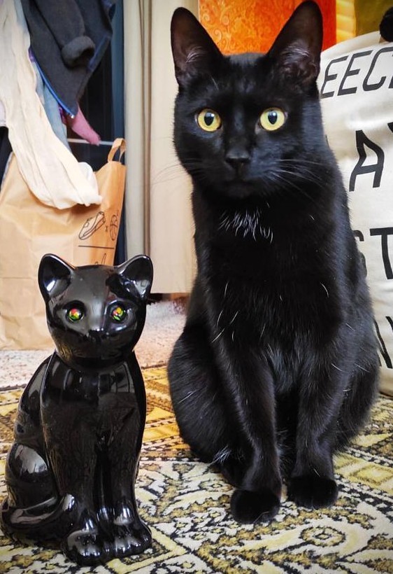 Сегодня всемирный день кошек!