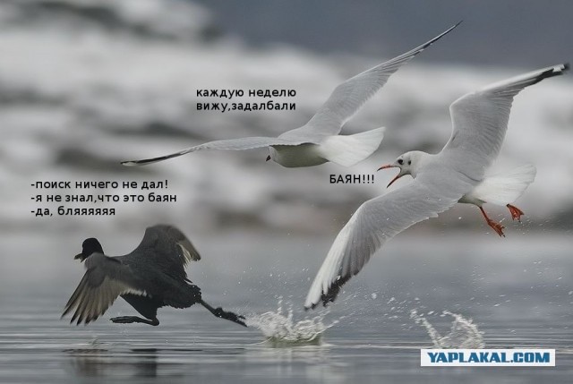 Навальный: Хочу стать президентом