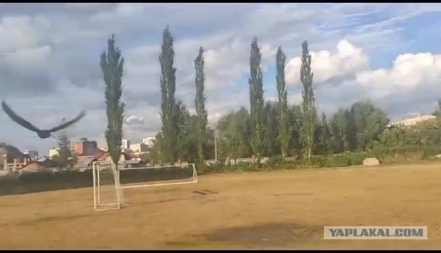 Стрижинка Чернушка. Долгий путь на юг Африки