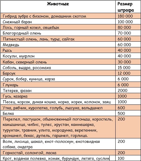 Российским водителям грозит арест за ДТП с голубями