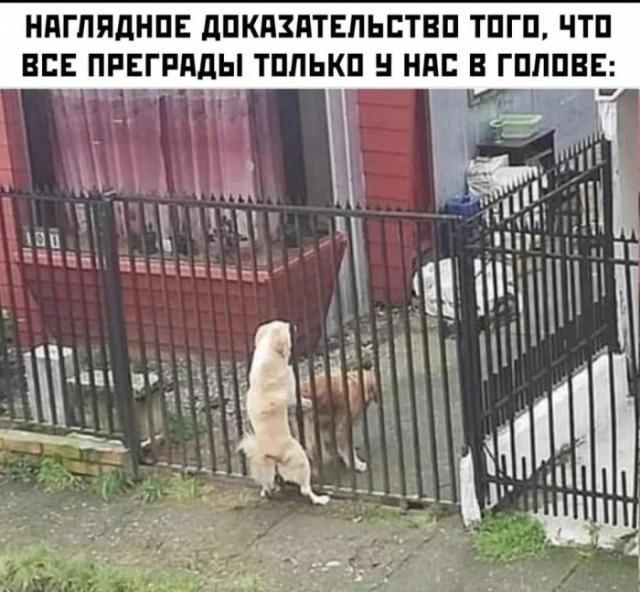 Дети не тупые
