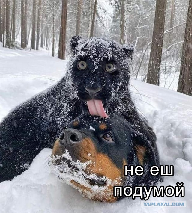 Так себе картинки 13.10.25