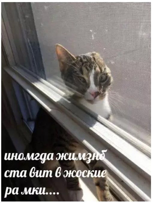 Картинки для деградации 236 (разной степени свежести)