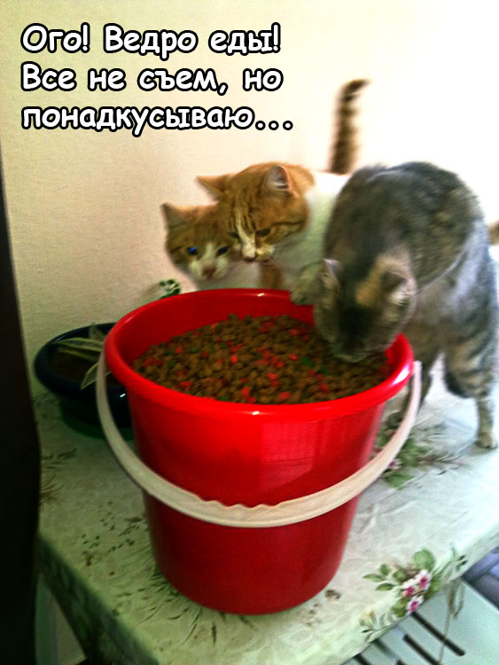 Котовторник  28.01.14