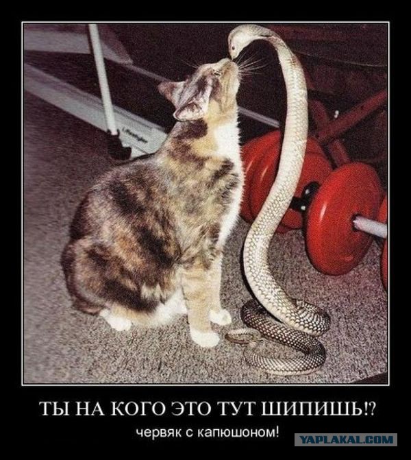 Тема для юмора