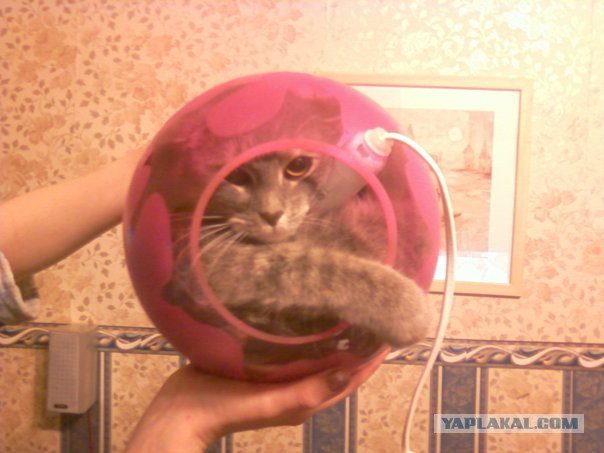 Котовторник 20.05.2014