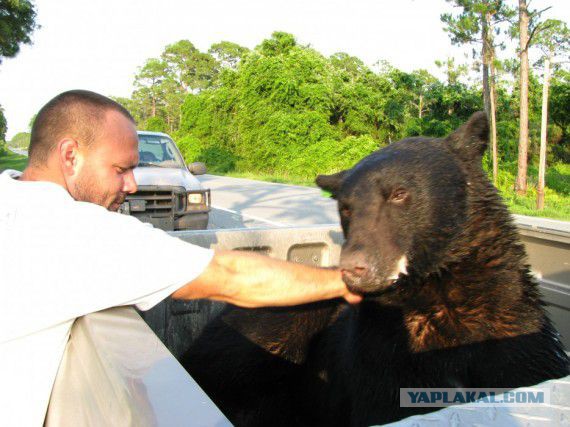 Спасение тонущего медведя.