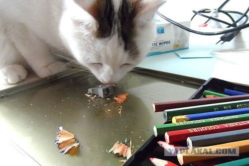 Котовторник 12.08.2014