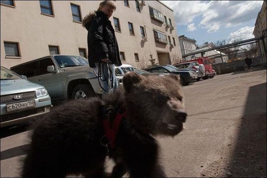 Выгуляй своего медведя, выгуляй скорее!