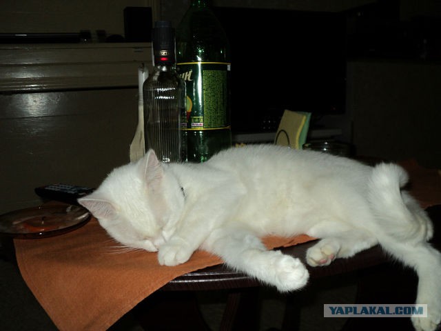 Котовторник 21.10.2014
