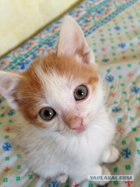 Котовторник 14.07.2015